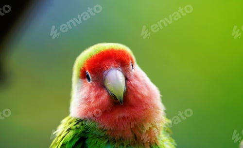 Preview: Closeup shot of a rosy-faced lovebird against a green background