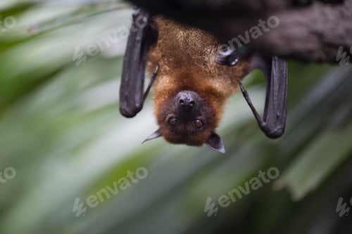 Preview: Close up of brown bat hanging upside down from a tree.