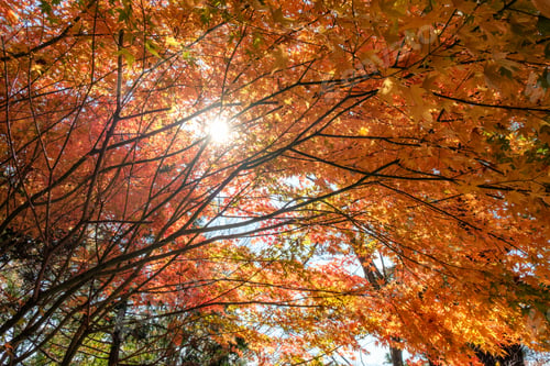 Preview: Red Maple leaves tunnel with sunlight shine