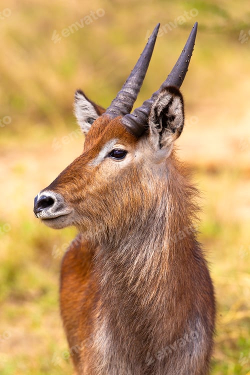 Preview: Graceful Antelope Portrait on African Safari