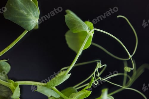 Preview: Young green plants