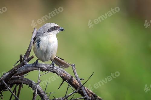 Preview: Long tailed shrike