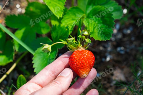 Preview: A ripe and juicy strawberry berry on a bed in your garden. Eco-friendly berry grown by a farmer in t
