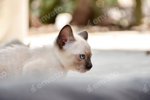 Preview: thai cat with amazing blue eyes.