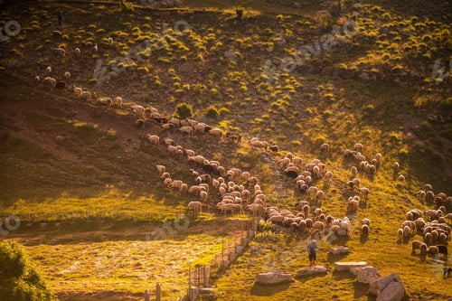 Preview: A herd of sheep in the mountains