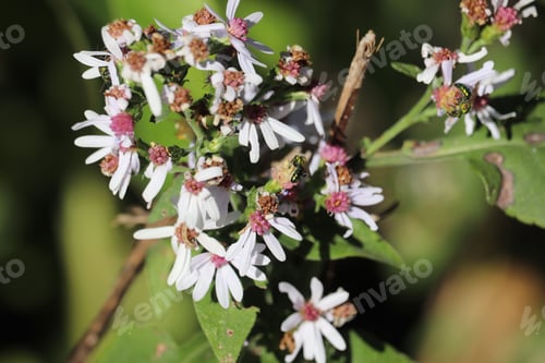 Preview: Pretty small calico aster flowers