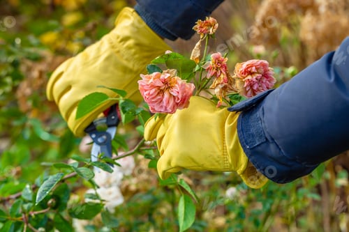 Preview: Pruning rose bushes in the fall. The pruner in the hands of the gardener.
