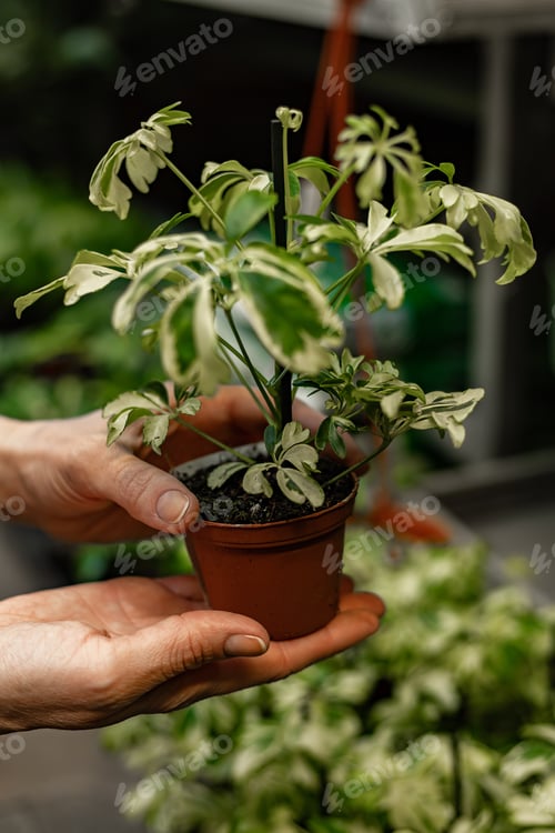Preview: Hands Holding Variegated Plant in a Small Pot