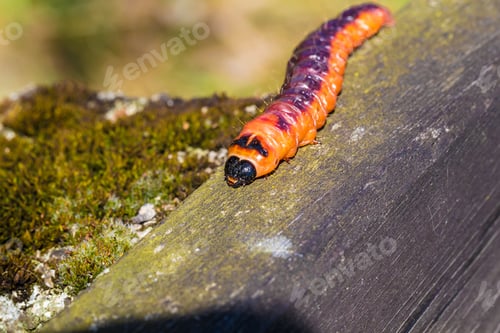 Preview: Selective closeup of a goat moth (Cossus Cossus) on a wooden surface