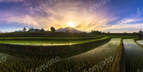 Preview: Beautiful morning view indonesia panorama landscape paddy fields