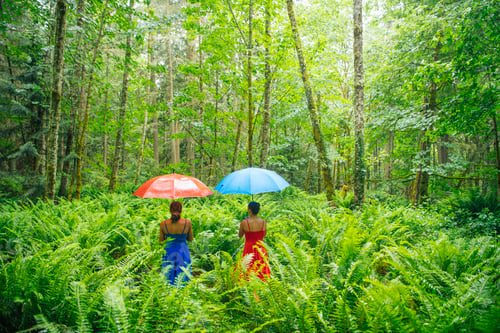Preview: Two individuals with colorful umbrellas stand amidst lush green ferns in a vibrant forest.