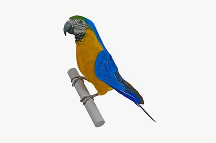 Preview: Blue and gold macaw on a perch