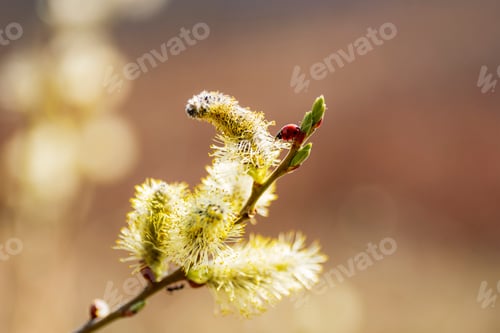 Preview: Blooming willow twig with ladybug in sunlight. Selective focus. Blurred bokeh background
