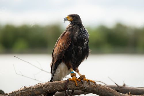 Preview: A Harris hawk resting on a log in the forest