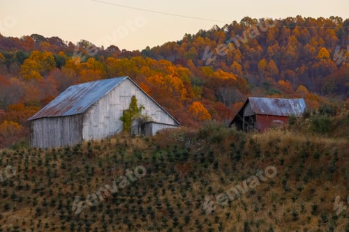 Preview: Fall on the Christmas tree farm