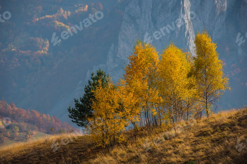 Preview: Birch trees at autumn on a hill