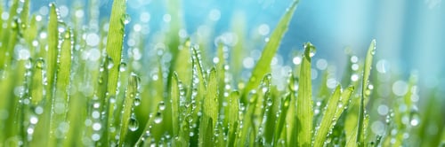 Preview: Wet spring green grass backround with dew lawn natural