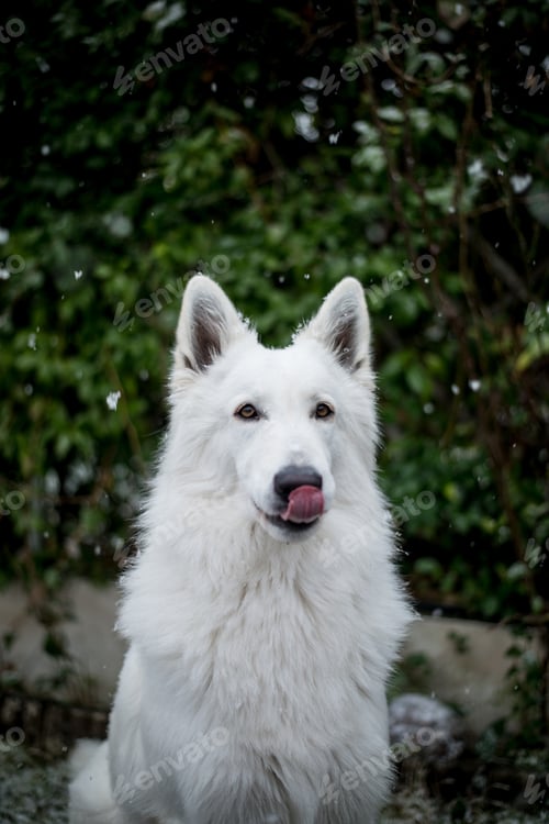 Preview: Dog in the snow