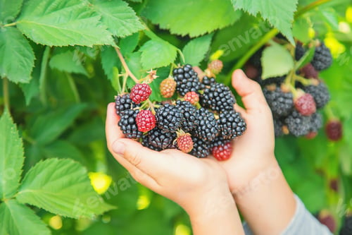 Fresh Picked Blackberries in Child's Hands