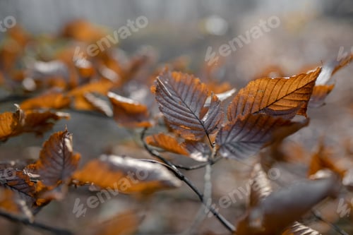 Preview: Brown dry autumn leaves on tree branch in fall season at park