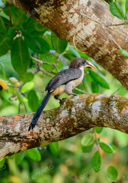 Preview: Sri Lanka gray hornbill (Ocyceros gingalensis) perch on a cashew tree in Hiyare reservoir.