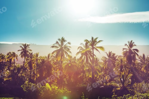 Preview: Palm plantation