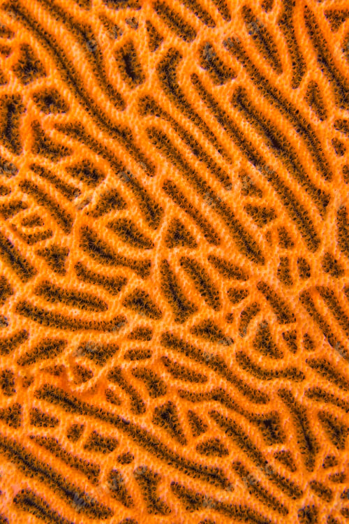 Preview: Gorgonian, South Ari Atoll, Maldives