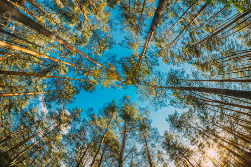 Preview: Looking Up In Autumn Pine Coniferous Forest Trees Woods To Canopy. Bottom View Wide Angle Background