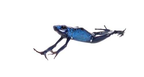 Preview: Blue poison dart frog jumping, Dendrobates tinctorius azureus, isolated on white
