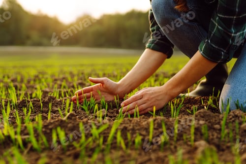 Preview: Farmer holds a young green wheat sprouts in hands checking quality of new crop. Concept of ecology.