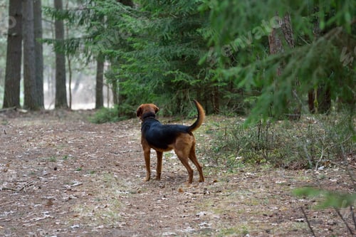 Preview: Hunting dog
