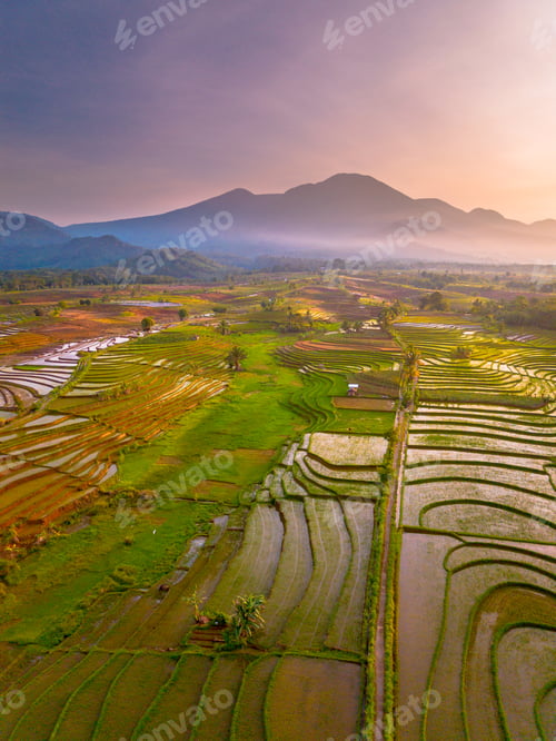 Preview: Beautiful morning view in Indonesia, panoramic landscape of rice fields with mountain