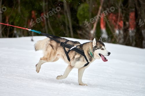 Preview: Running Husky dog on sled dog racing