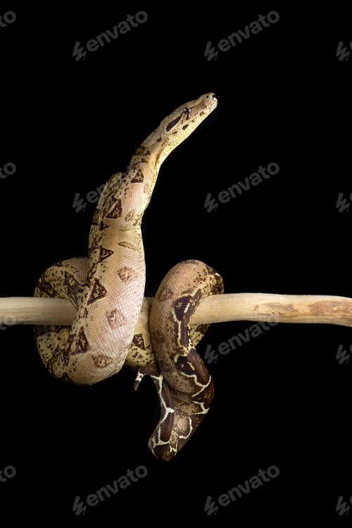 Preview: Snake red-tailed boa hanging on a branch isolated on black background