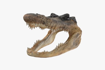 Preview: Open-Mouthed Alligator Head