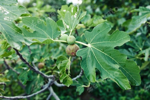 Preview: Lush fig tree with ripe fruit and vibrant green leaves in a peaceful garden setting