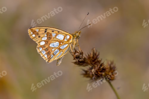 Preview: Queen of Spain fritillary