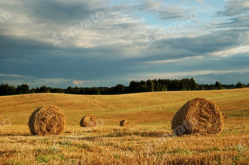 Preview: Hay bales