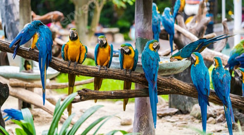 Preview: Group of colorful macaw on tree branches