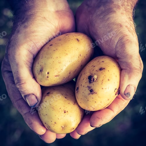 Preview: Fresh potatoes in hands