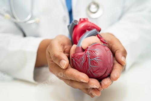 Preview: Cardiovascular disease CVD, Asian doctor holding human anatomy model