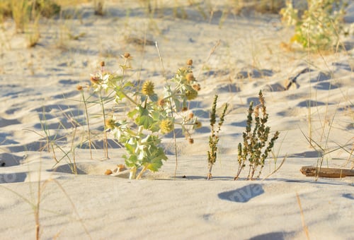 Preview: Barb eryngium on the sand dunes near ocean