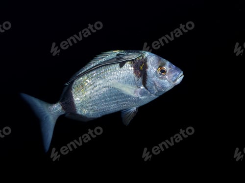 Preview: Catching a free ride on a sea bream