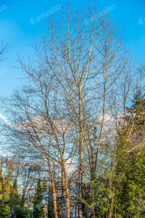 Preview: Branches Are Bare On This Tree In Seatac, Washington. It Is Spring.