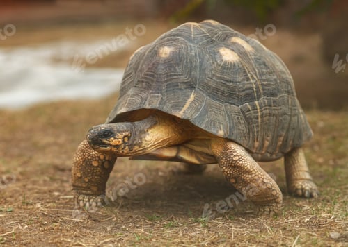 Preview: spider tortoise in nature