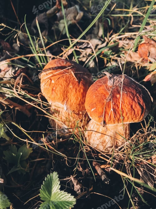 Preview: Beautiful edible mushrooms boletus growing in grass in sunny woodland. Boletus edulis.Two Porcini