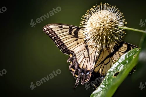 Preview: Macro shot of an Eastern Tiger Swallowtail behind a buttonbush collecting nectar