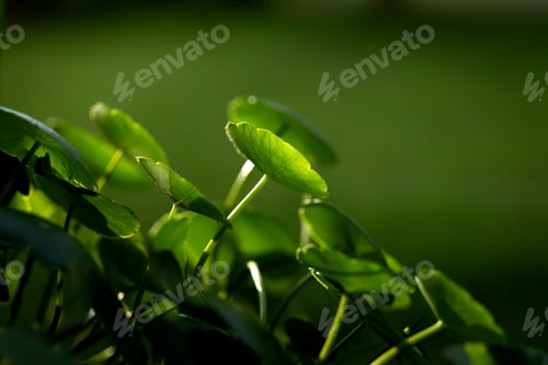 Preview: Close-up shot of a round leaf