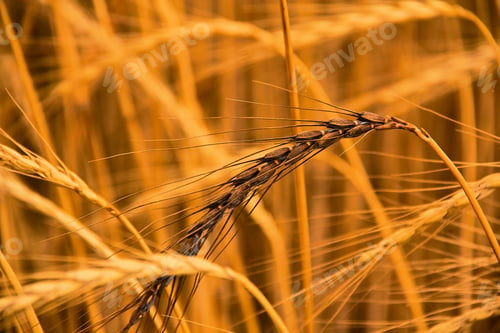 Preview: wheat plant branches
