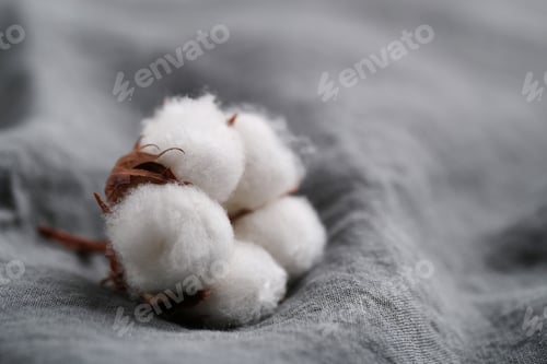 Preview: Cotton flower